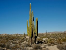 USA_Mexico2006-2007-051